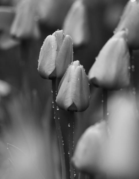 tulips