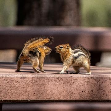 Two squirrels